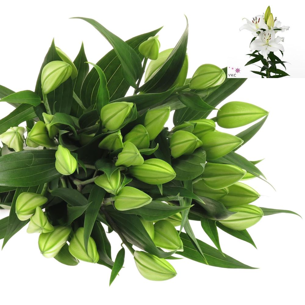 Lilie orientalisch weiss Pacific 5+Blüte 80cm