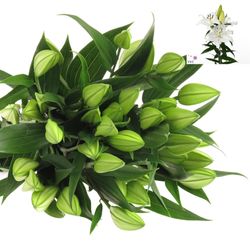 Lilie orientalisch weiss Pacific 5+Blüte 80cm