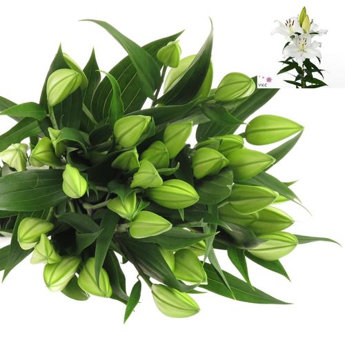 Lilie orientalisch weiss Pacific 5+Blüte 80cm