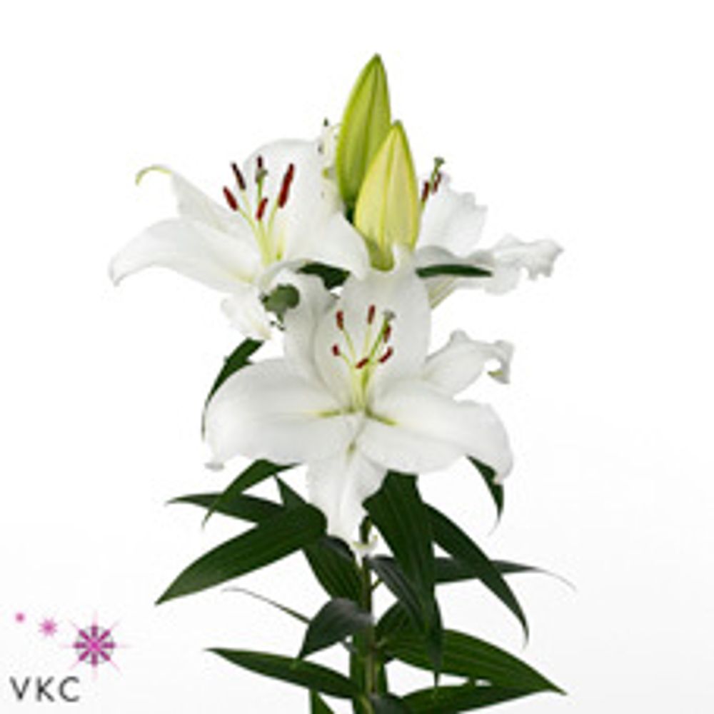 Lilie orientalisch weiss Pacific 5+Blüte 80cm