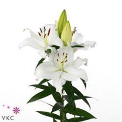 Lilie orientalisch weiss Pacific 5+Blüte 80cm