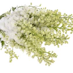 Delphinium weiss Aurora 120cm