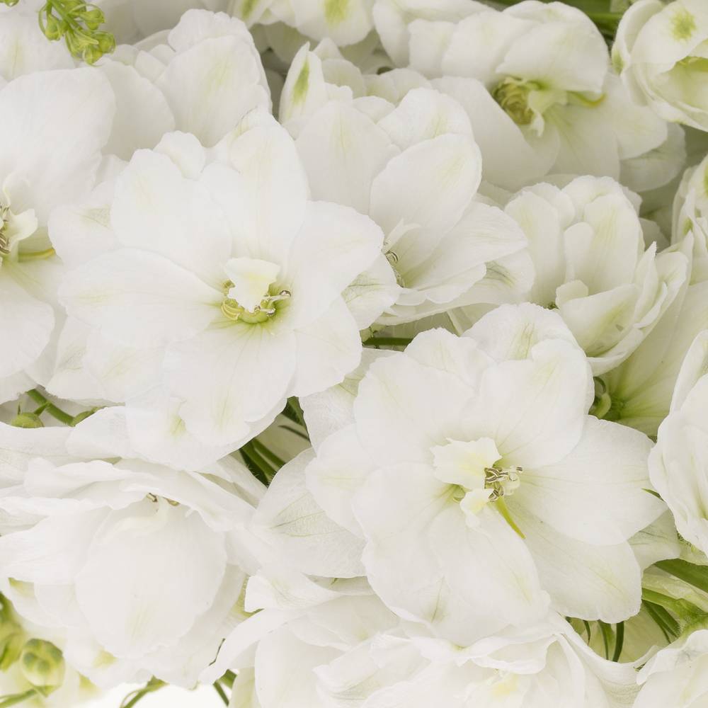 Delphinium weiss Aurora 120cm