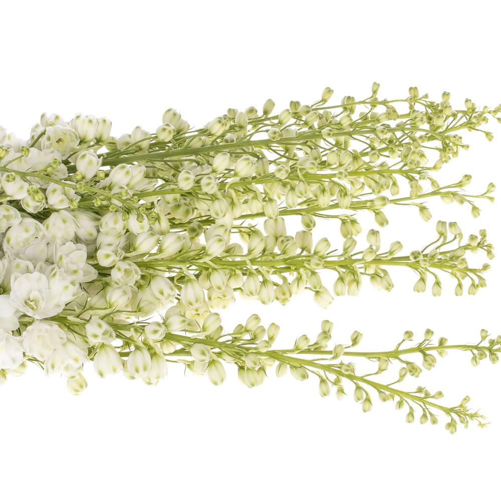 Delphinium weiss Aurora 120cm