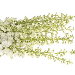 Delphinium weiss Aurora 120cm
