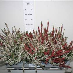 Calluna duo Schnäpch. Von Uhr T13 H022