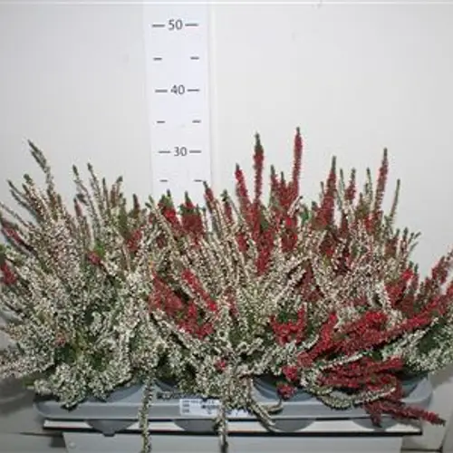 Calluna duo Schnäpch. Von Uhr T13 H022