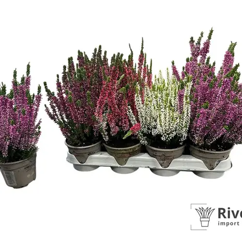 Calluna mix Schnäpch. Von Uhr T10 H020