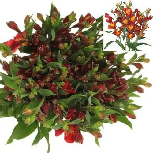 Alstroemerie rot Dynamite 20+Blüte 75cm