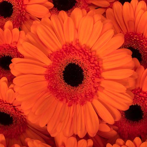 Gerbera orange Capella