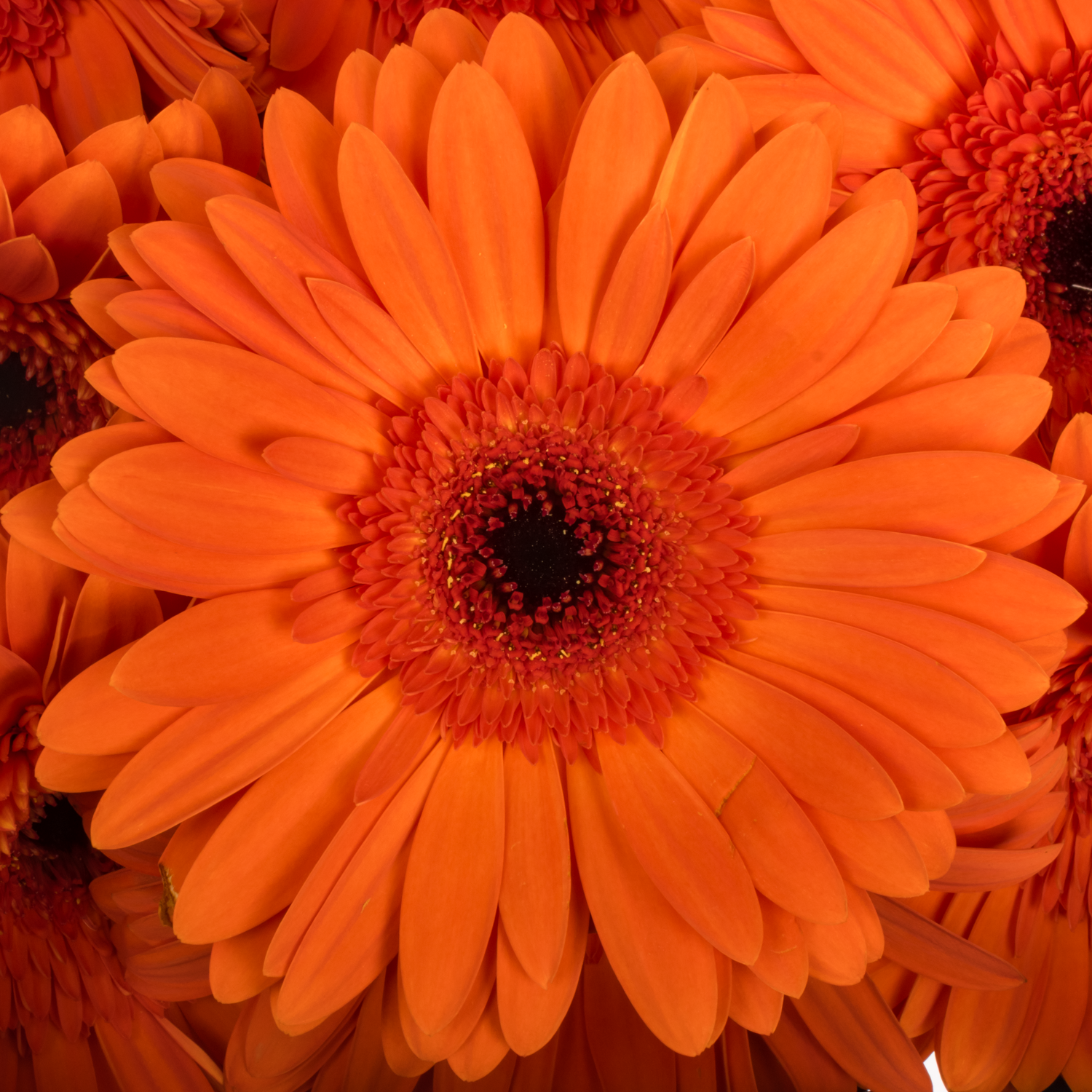 Gerbera orange Capella