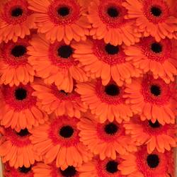Gerbera orange Capella