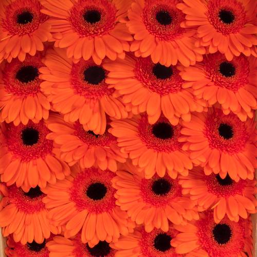 Gerbera orange Capella