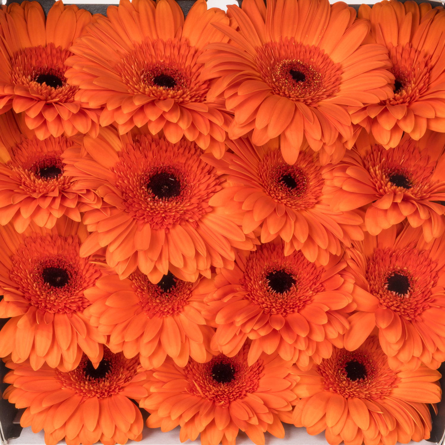 Gerbera orange Capella
