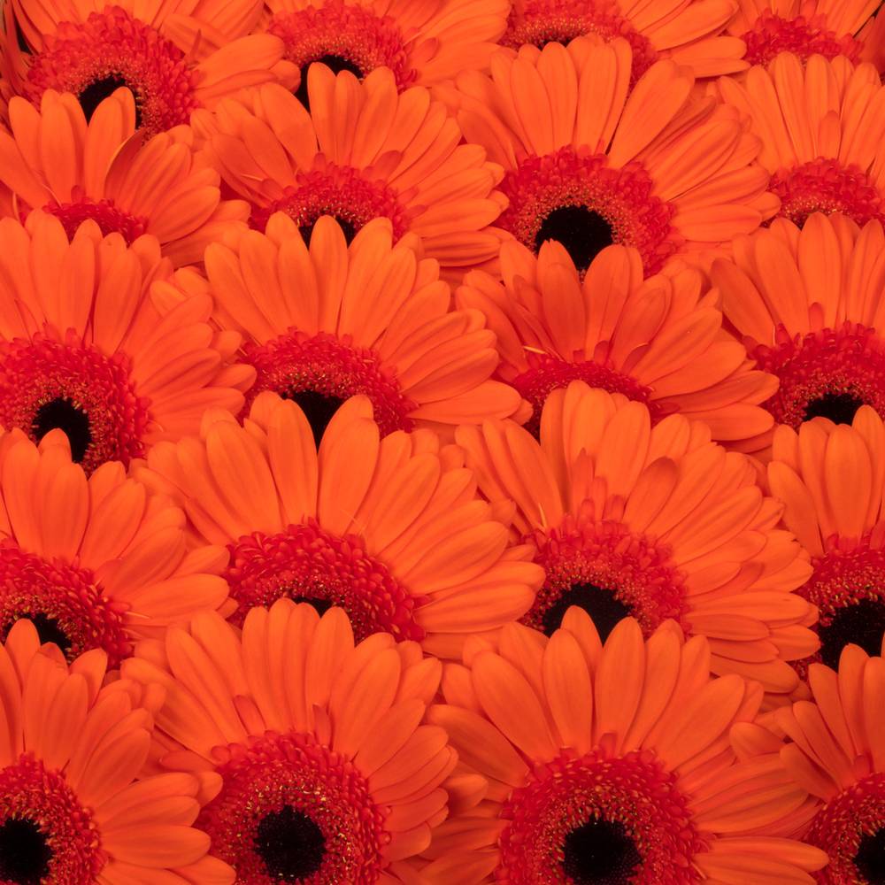 Gerbera orange Capella