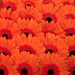 Gerbera orange Capella