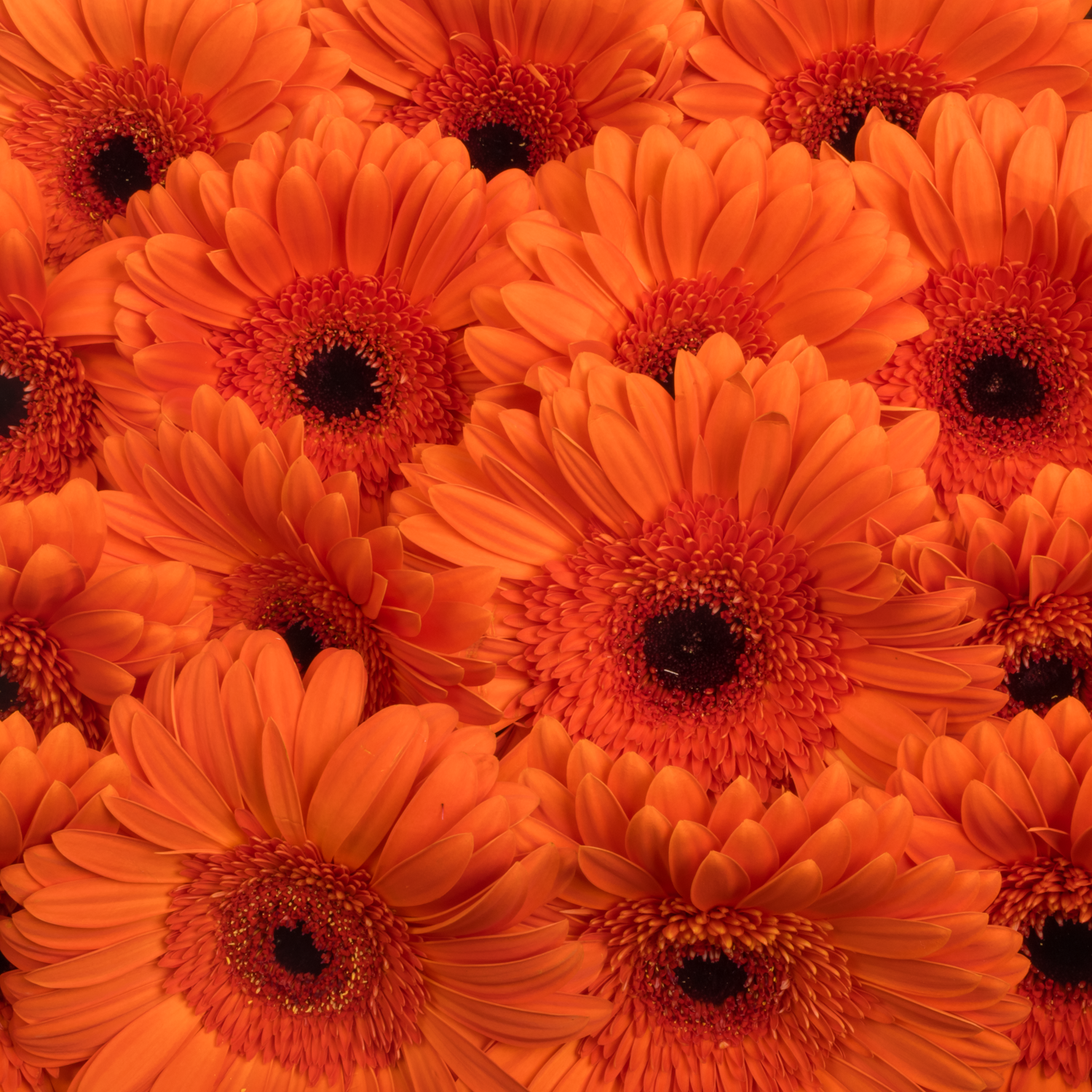 Gerbera orange Capella