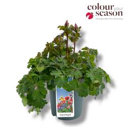 Aquilegia rosa Spring Magic T15 H040