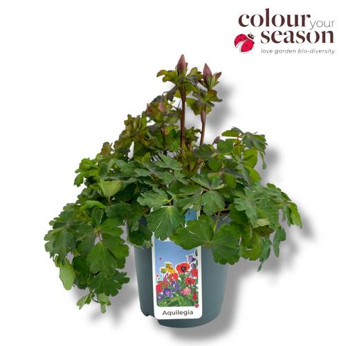 Aquilegia rosa Spring Magic T15 H040