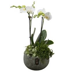 Phal.Arr PTIB5331 T19 H047