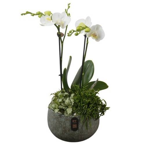 Phal.Arr PTIB5331 T19 H047