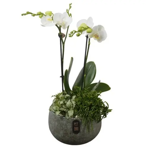 Phal.Arr PTIB5331 T19 H047