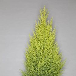 Cupr. Goldcrest Wilma T14 H060