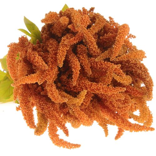 Amaranthus stehend dunkel orange Hot Bisquits 80cm