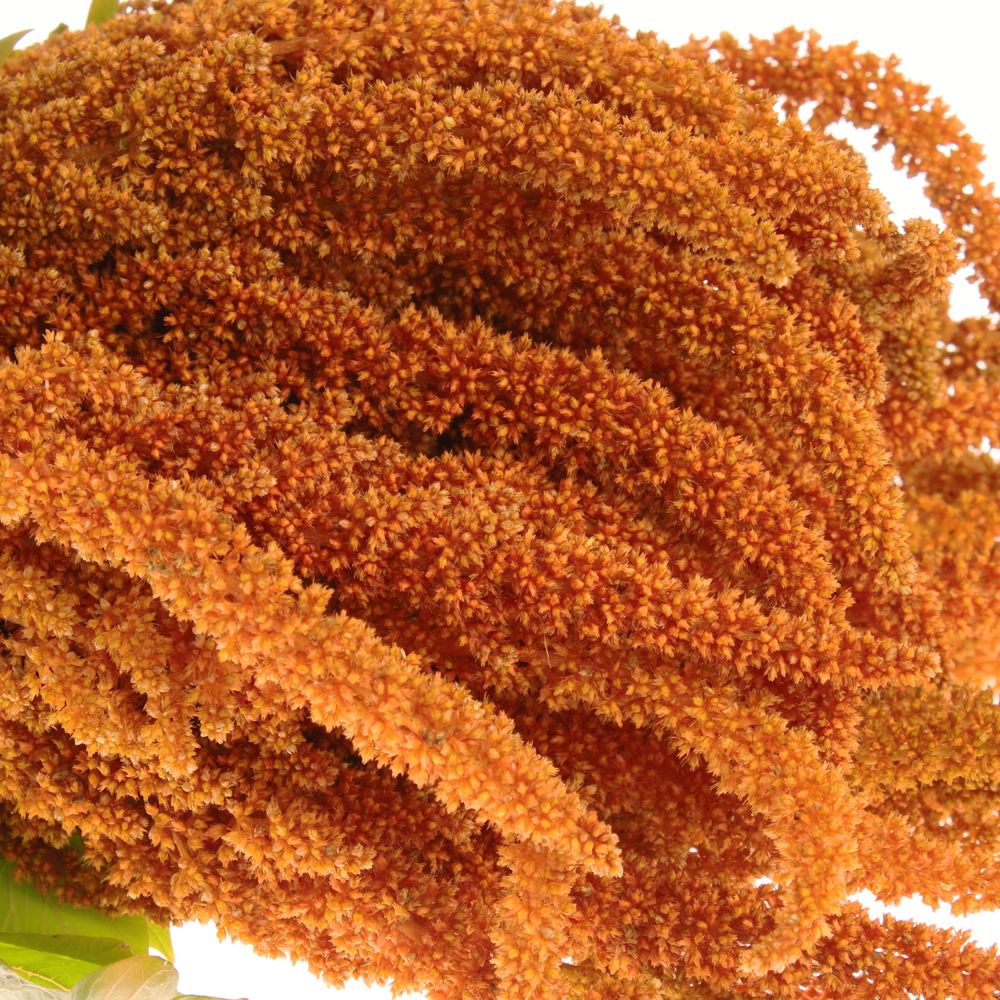 Amaranthus stehend dunkel orange Hot Bisquits 80cm