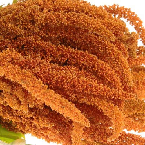Amaranthus stehend dunkel orange Hot Bisquits 80cm