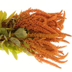 Amaranthus stehend dunkel orange Hot Bisquits 80cm