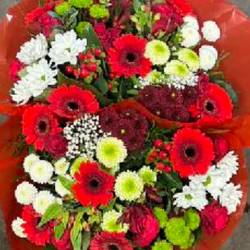 Strauß rot mix/grün Rosen-Germini 25 Stiele 50cm