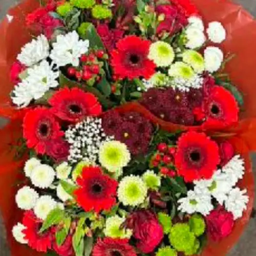 Strauß rot mix/grün Rosen-Germini 25 Stiele 50cm