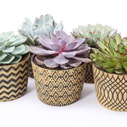 Echeveria mix im Cancun Keramik T14 H014