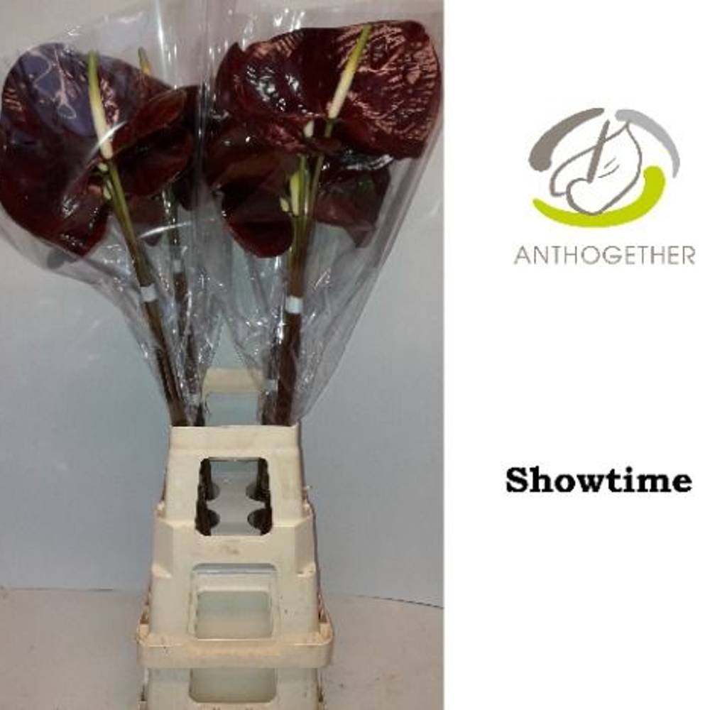 Anthurium braun Showtime Blüte 13cm auf wasser