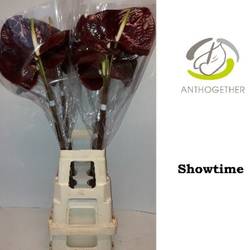 Anthurium braun Showtime Blüte 13cm auf wasser