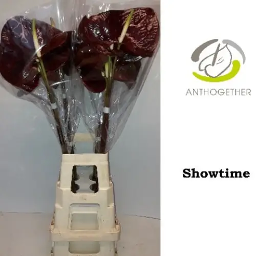 Anthurium braun Showtime Blüte 13cm auf wasser