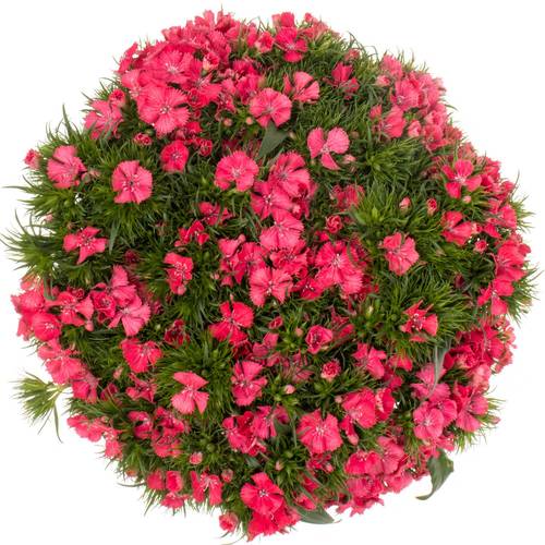 Bartnelke rosa Aldo Coral 55cm