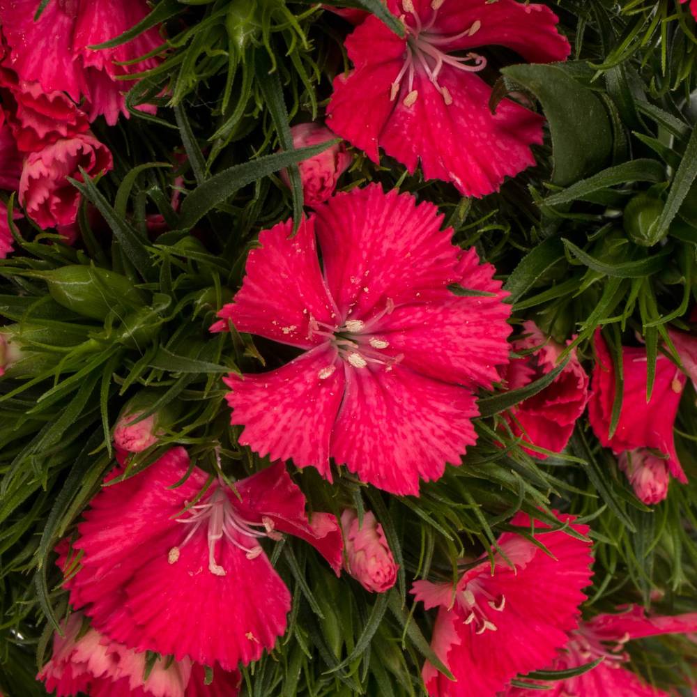 Bartnelke rosa Aldo Coral 55cm