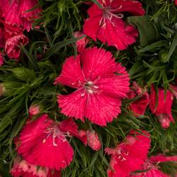 Bartnelke rosa Aldo Coral 55cm