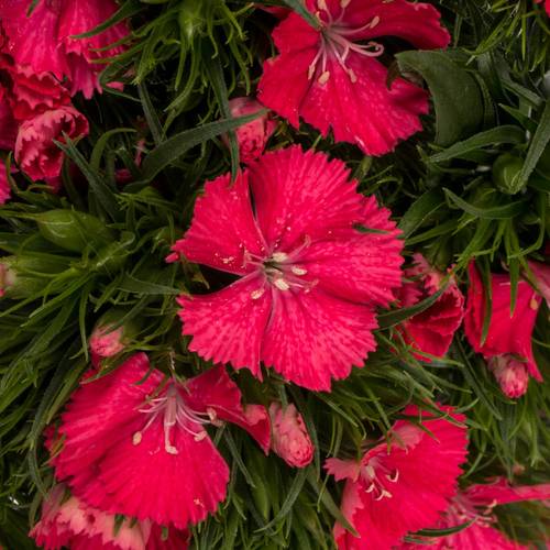 Bartnelke rosa Aldo Coral 55cm