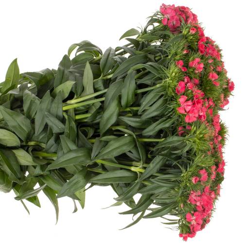 Bartnelke rosa Aldo Coral 55cm