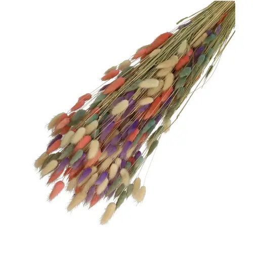 Trocken Lagurus pastel mix L65cm 100gr
