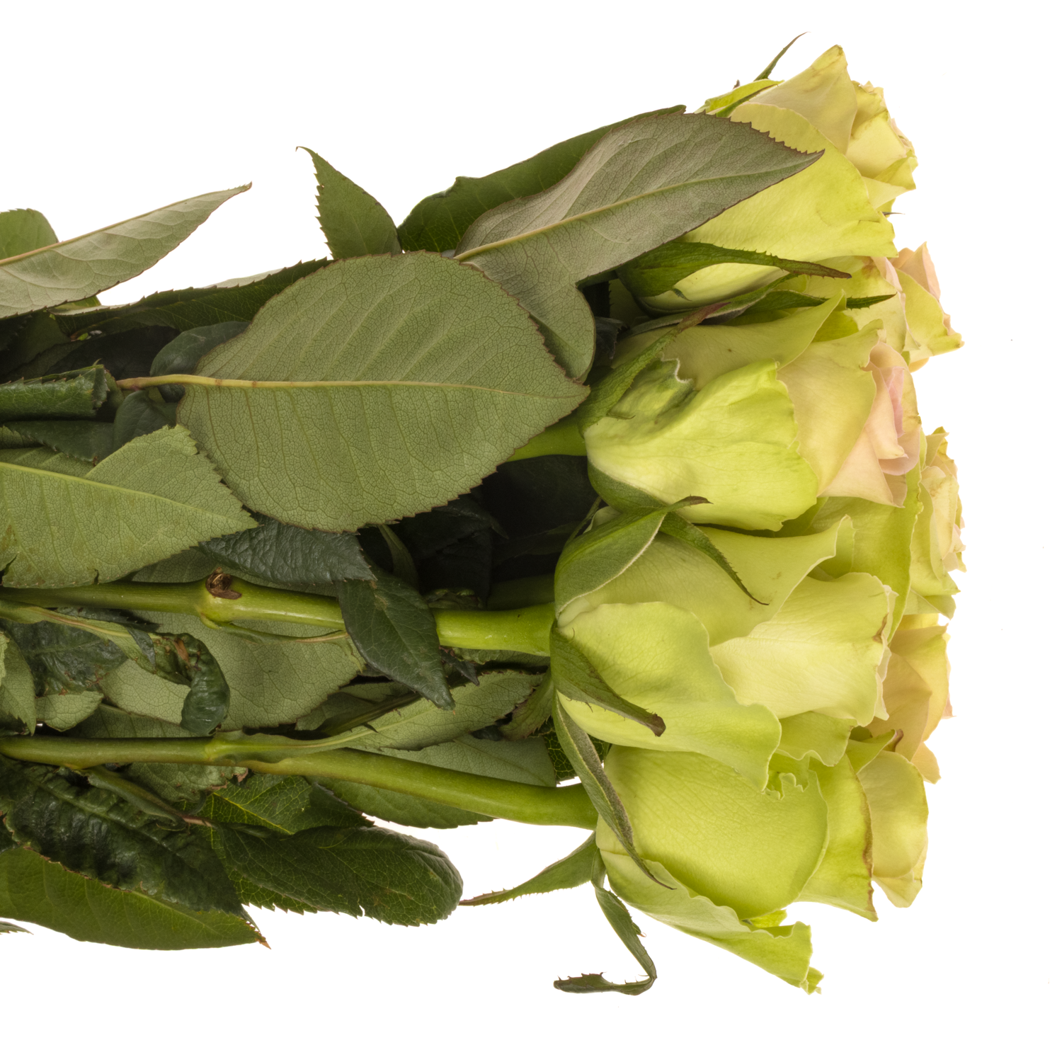 Rose hell rosa/hell grün Trivia 60cm