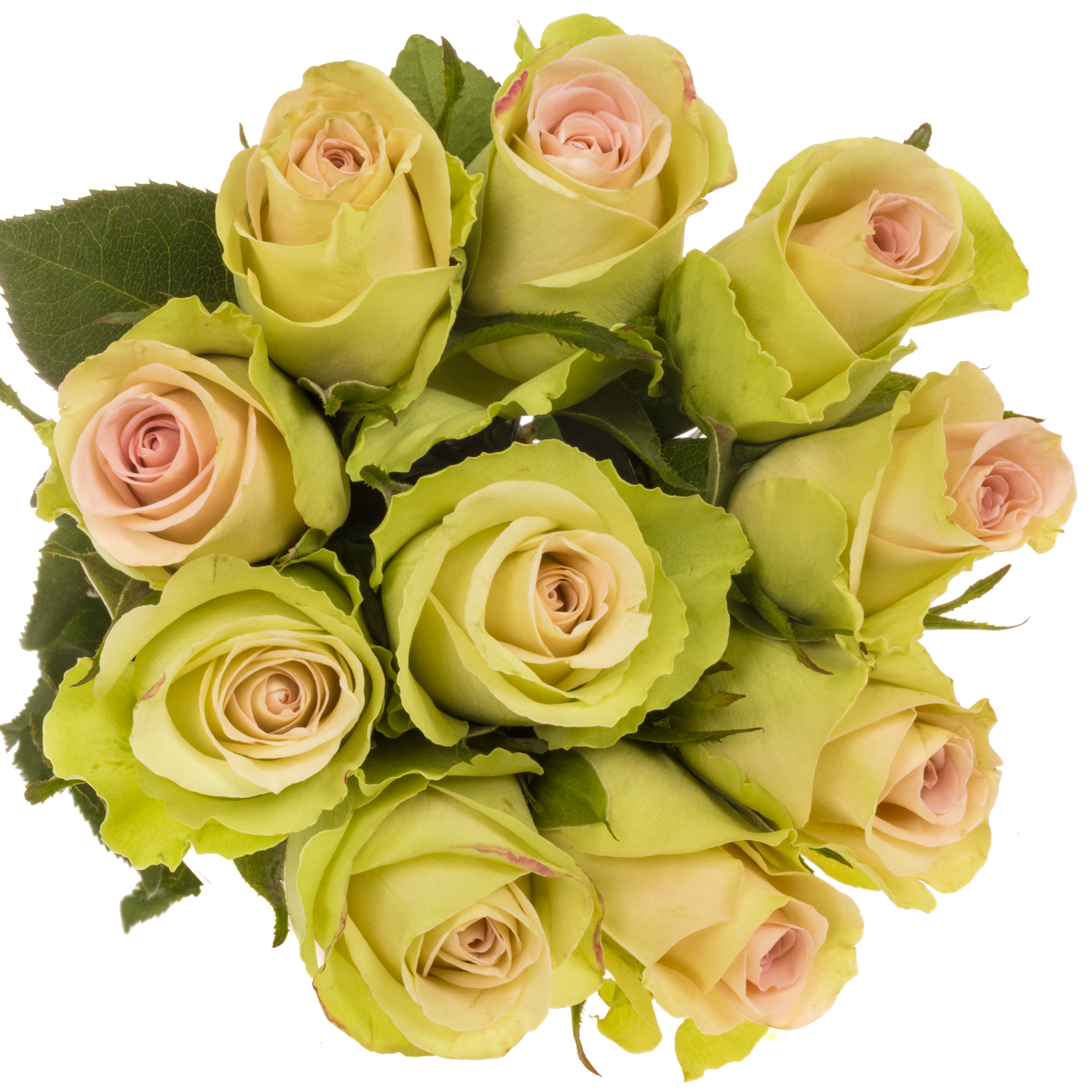 Rose hell rosa/hell grün Trivia 60cm