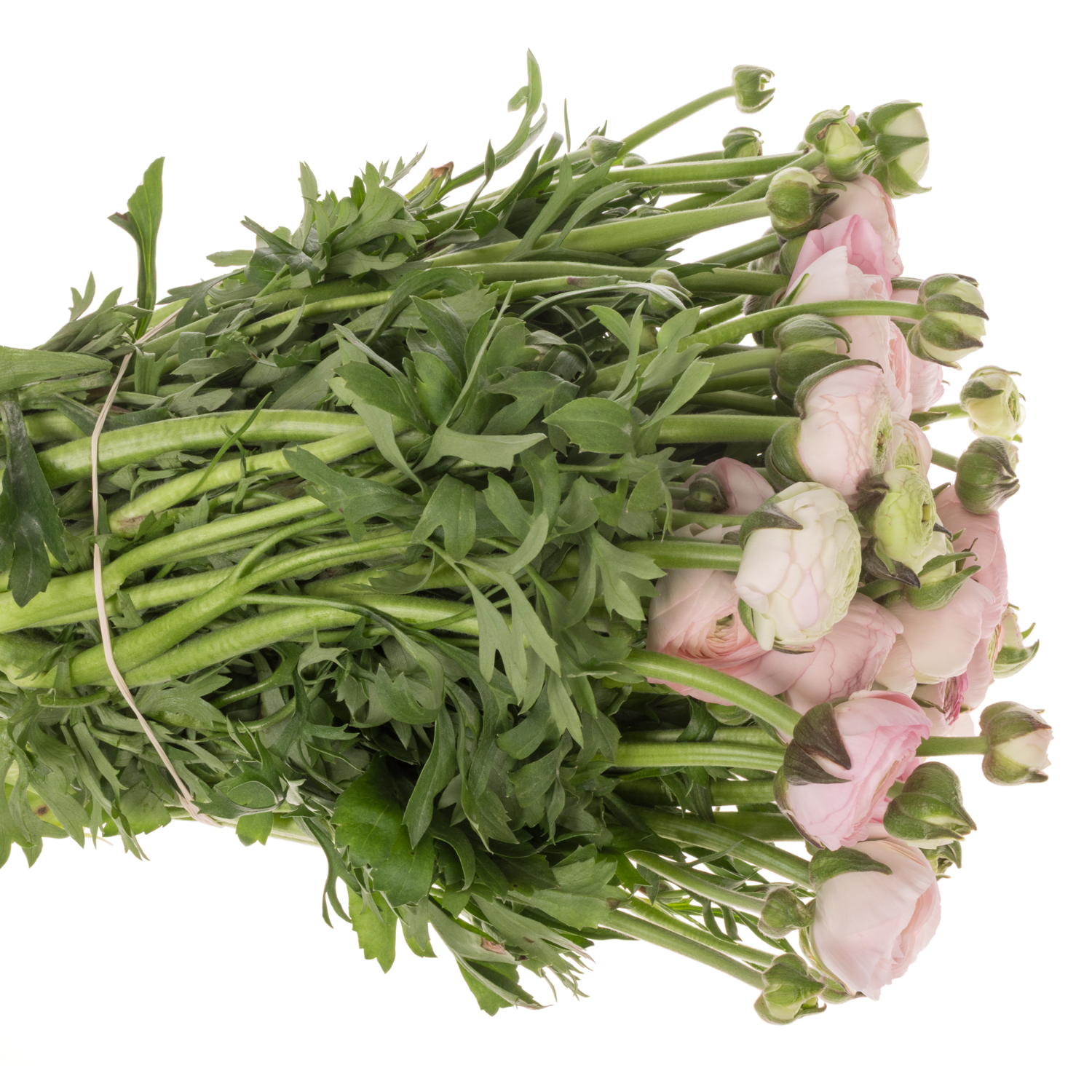 Ranunkel hell rosa Aazur Light Pink NL x 30 60 Gramm 40cm