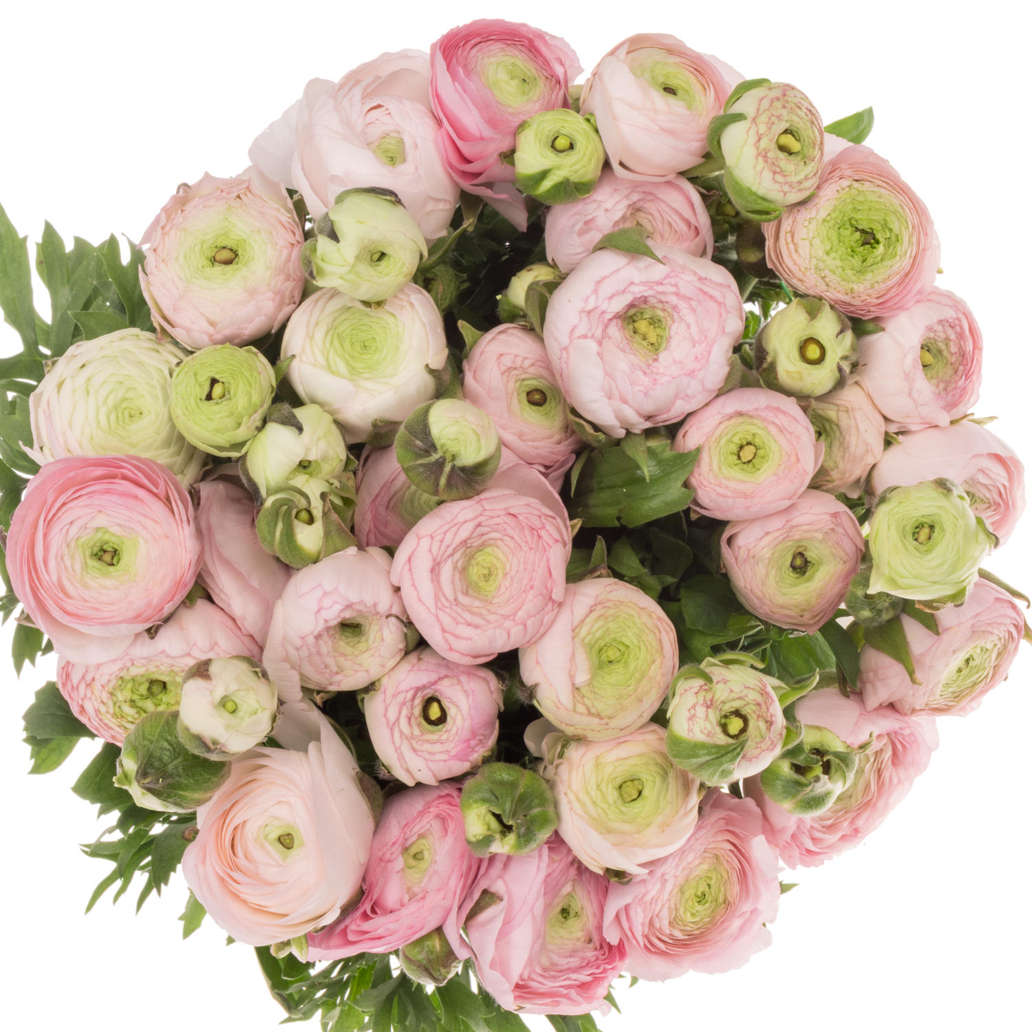 Ranunkel hell rosa Aazur Light Pink NL x 30 60 Gramm 40cm