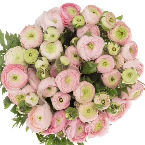 Ranunkel hell rosa Aazur Light Pink NL x 30 60 Gramm 40cm