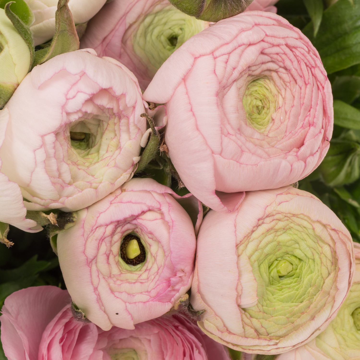 Ranunkel hell rosa Aazur Light Pink NL x 30 60 Gramm 40cm