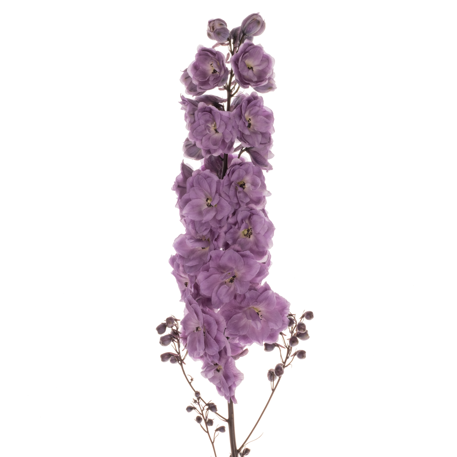 Delphinium dunkel lila Magenta 90cm
